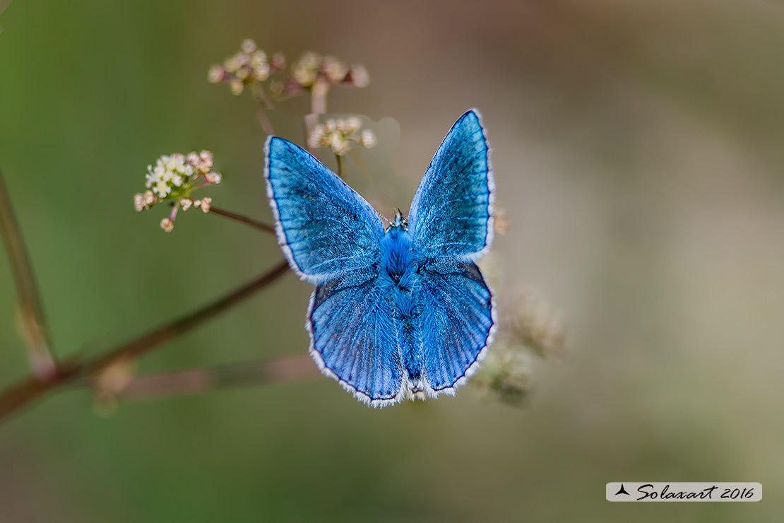 Polyommatus bellargus (?)