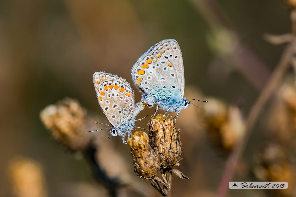 Polyommatus icarus (copula)