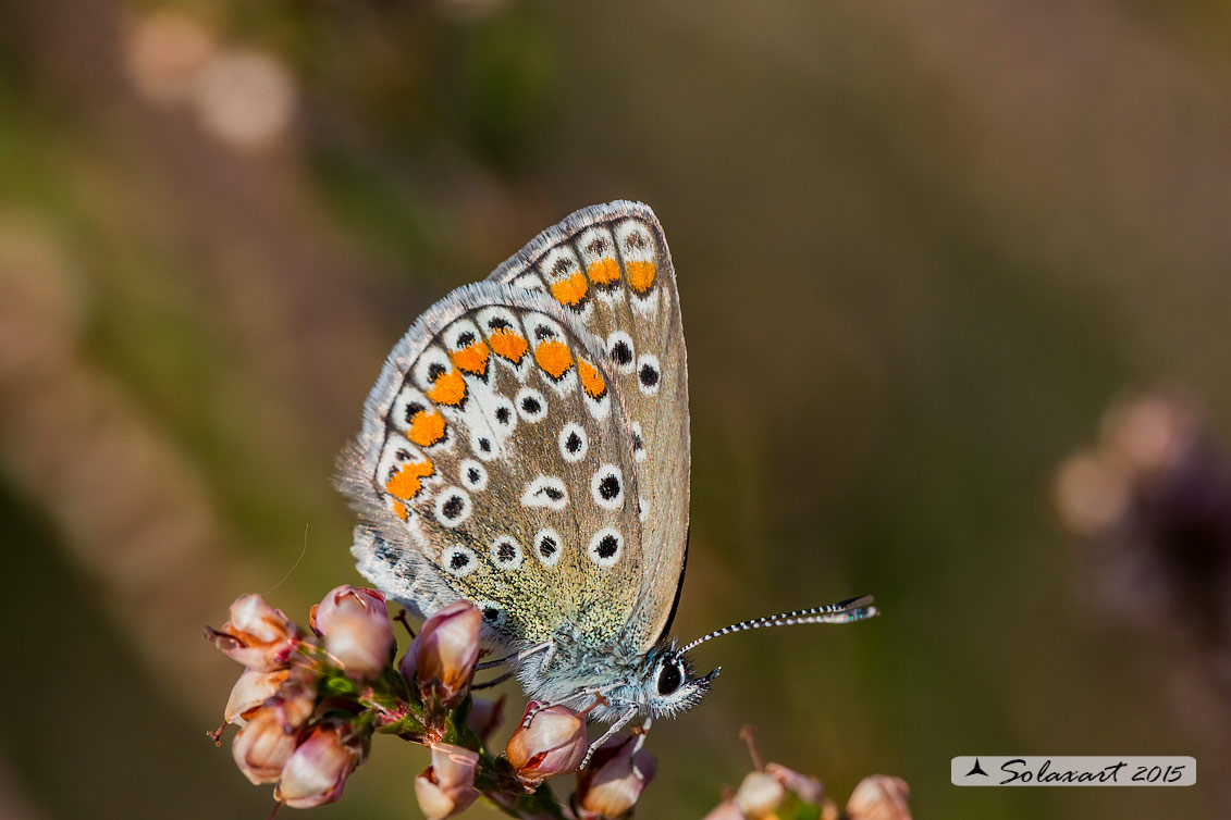 Polyommatus icarus (copula)