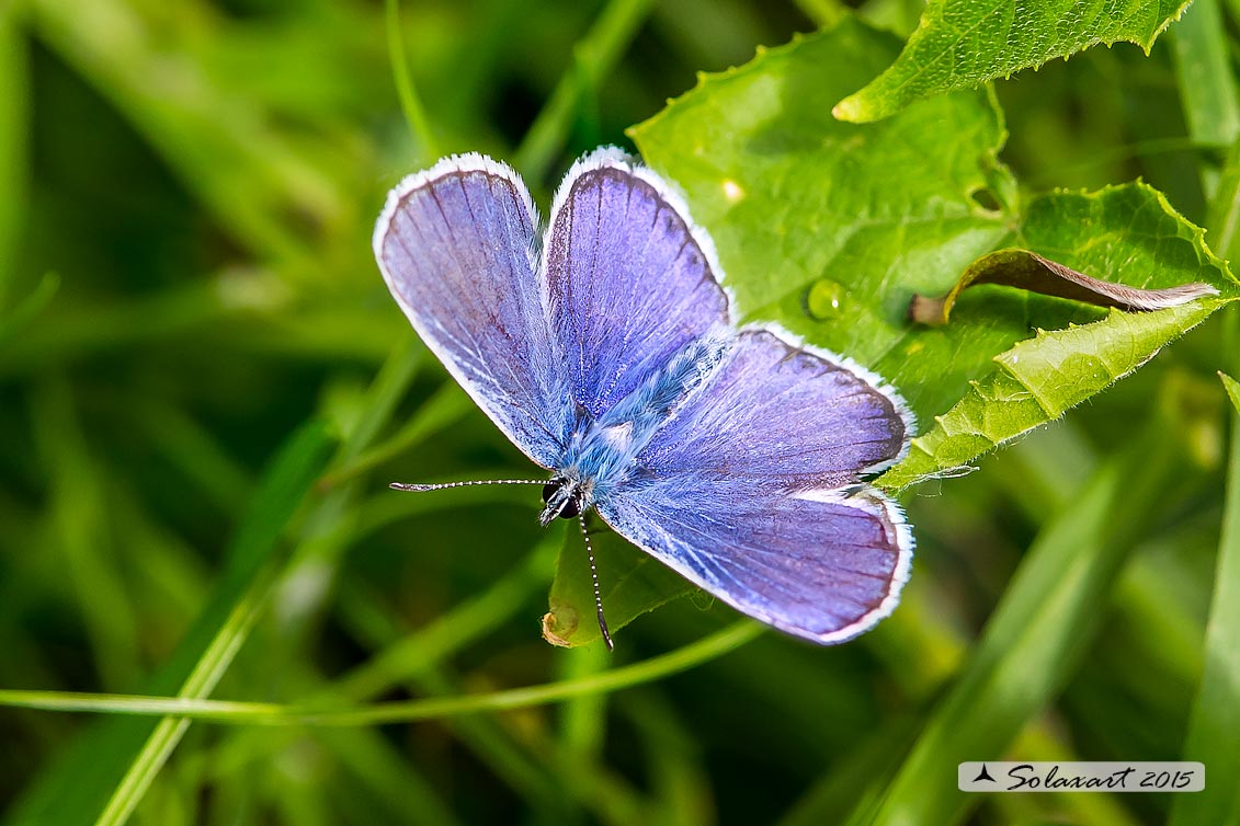 Polyommatus icarus (?)