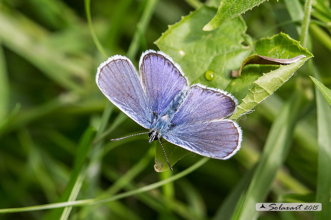 Polyommatus icarus (?)