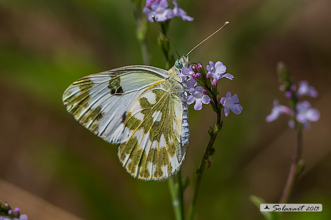 Pontia edusa