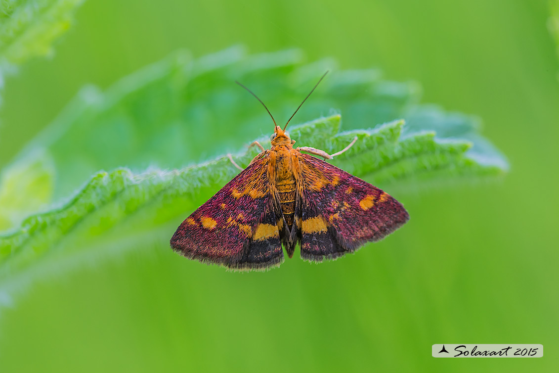 Crambidae  Pyrausta aurata  (?)