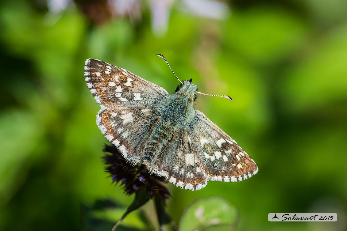 Pyrgus malvoides? No, Pyrgus armoricanus