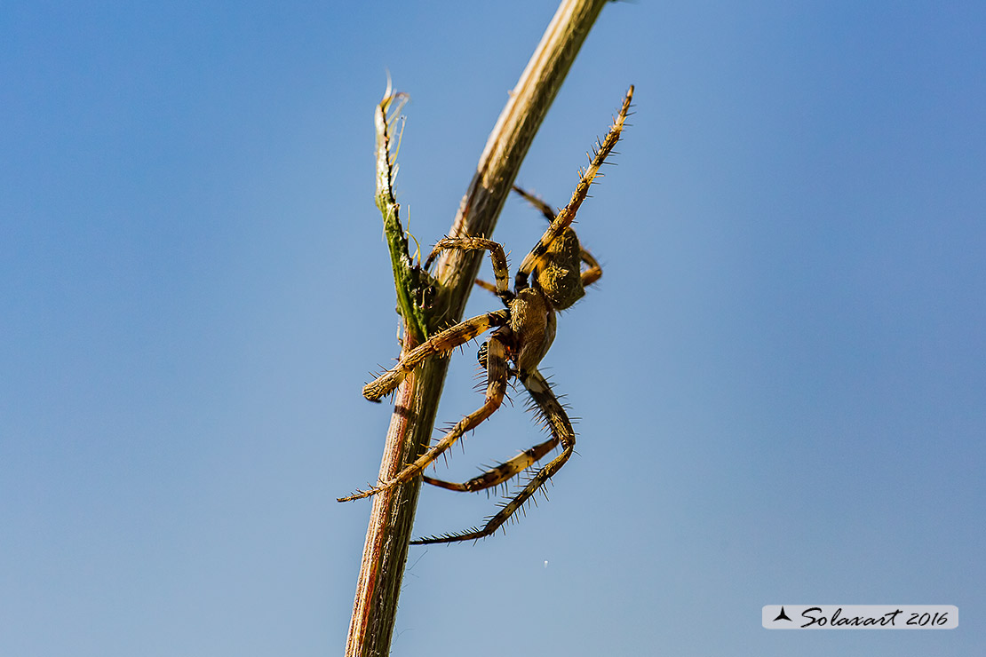 Araneidae: Araneus cfr. angulatus - Lago Accesa (GR)