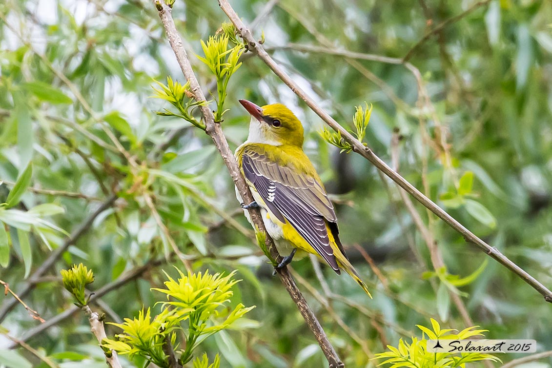 Rigogolo (Oriolus oriolus)  M o F ?