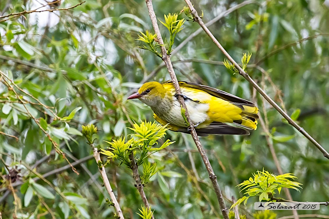 Rigogolo (Oriolus oriolus)  M o F ?