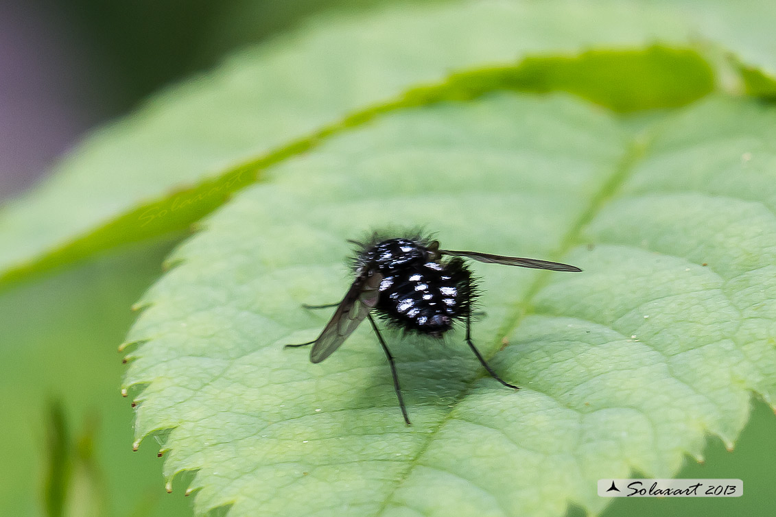 Satyramoeba hetrusca? No. Bombylella atra