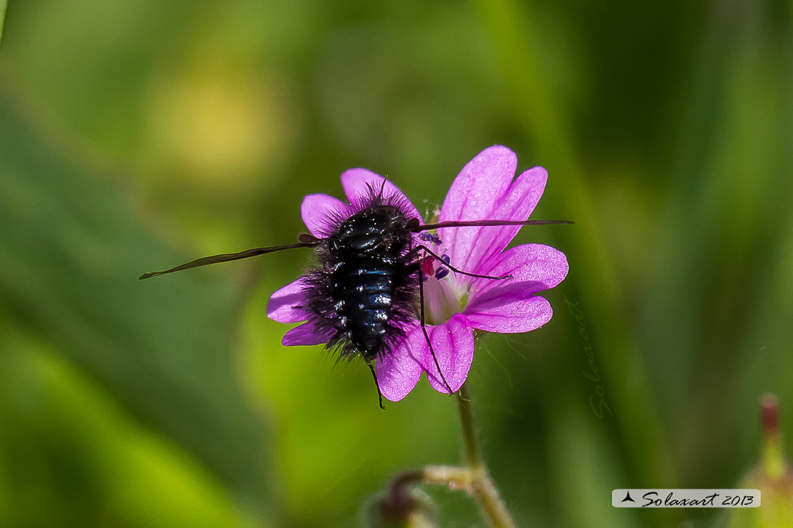 Satyramoeba hetrusca? No. Bombylella atra