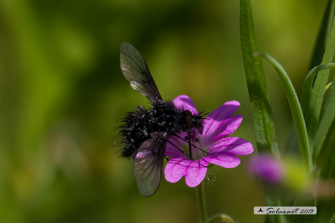 Satyramoeba hetrusca? No. Bombylella atra