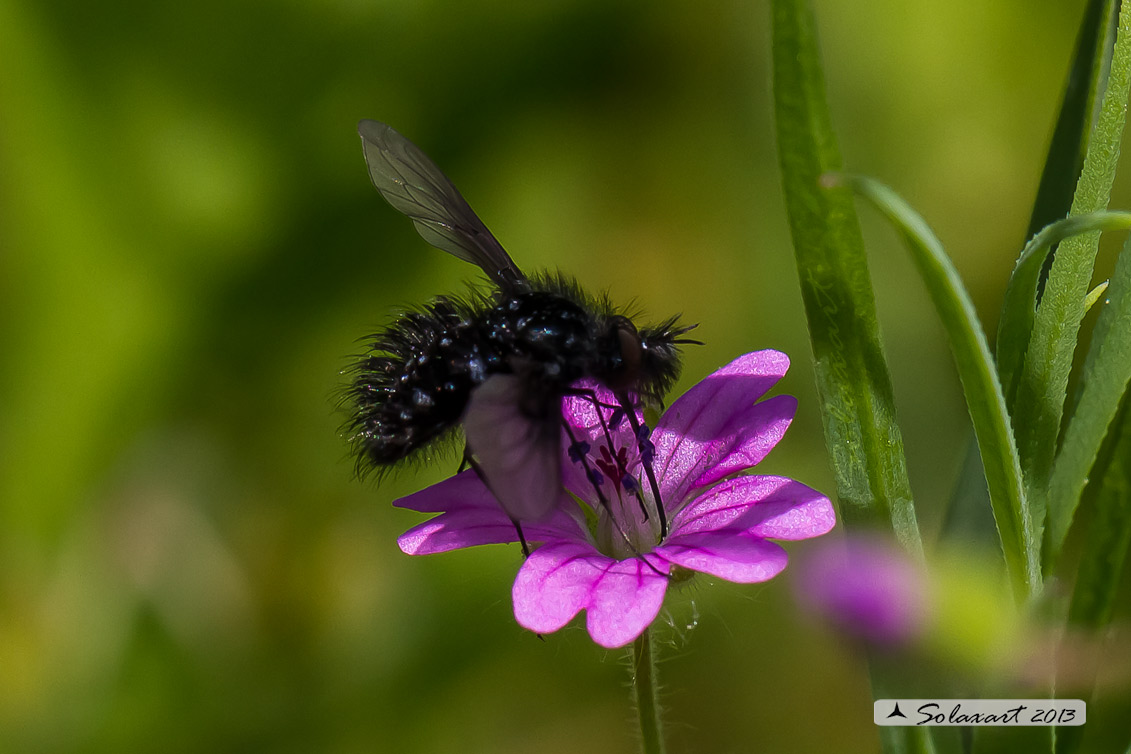 Satyramoeba hetrusca? No. Bombylella atra