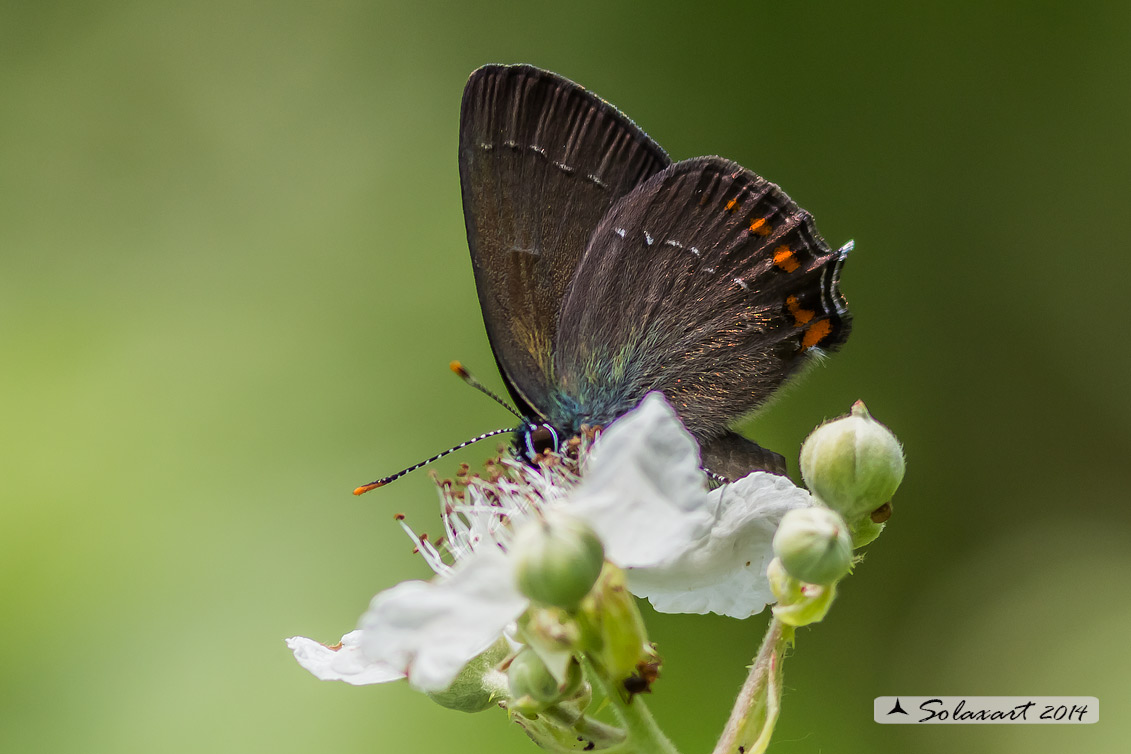 Satyrium  ilicis (90%)  male