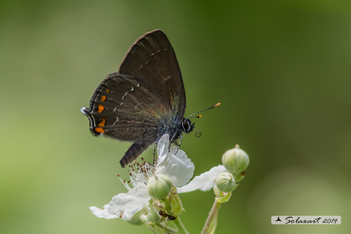 Satyrium  ilicis (90%)  male