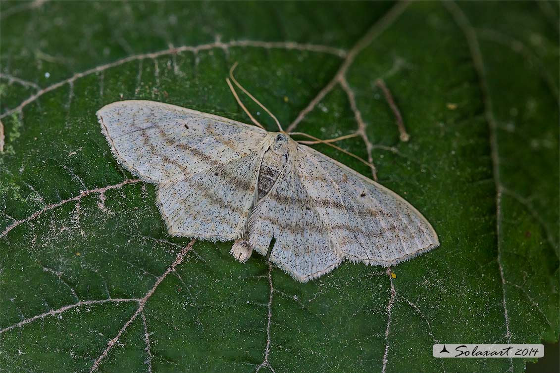 Geometridae;  Scopula nigropunctata