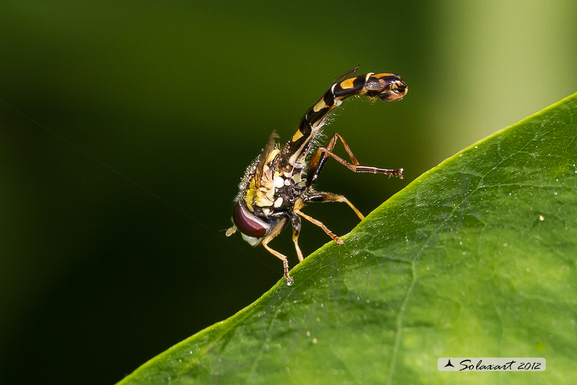 Sphaerophoria scripta - forse