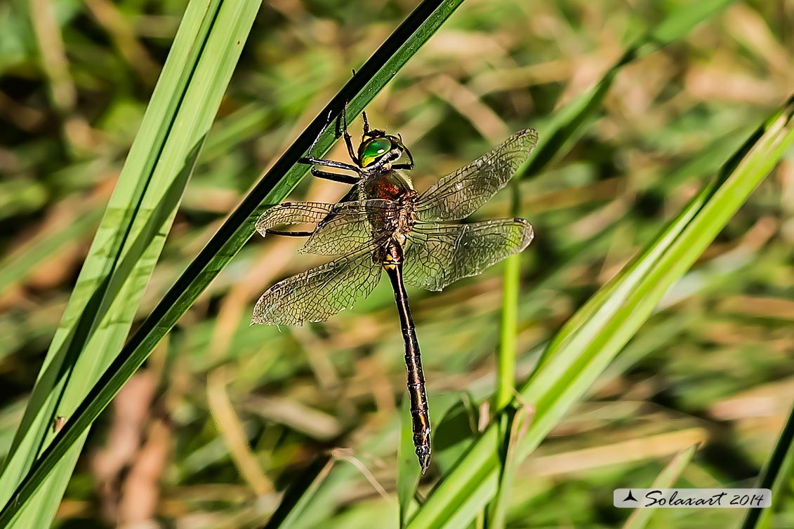 Somatochlora ?? - S. metallica