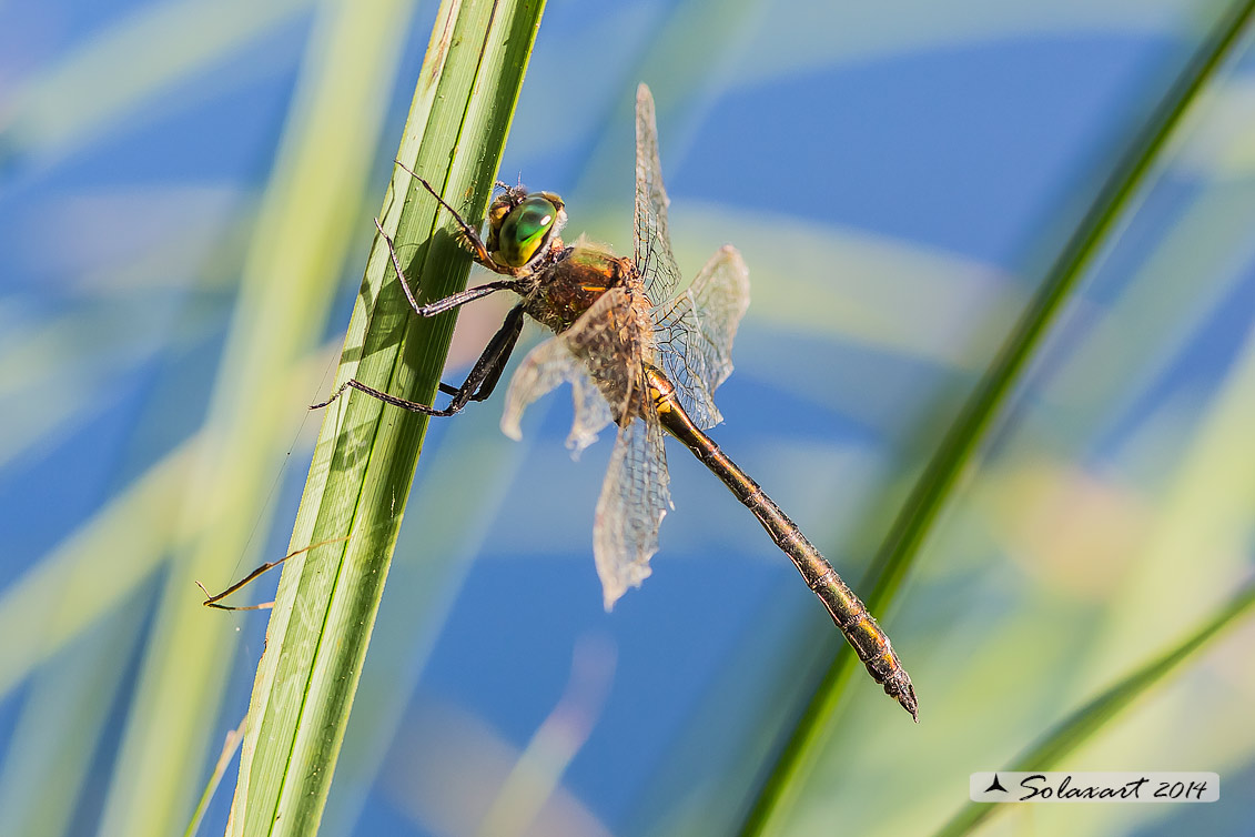 Somatochlora ?? - S. metallica