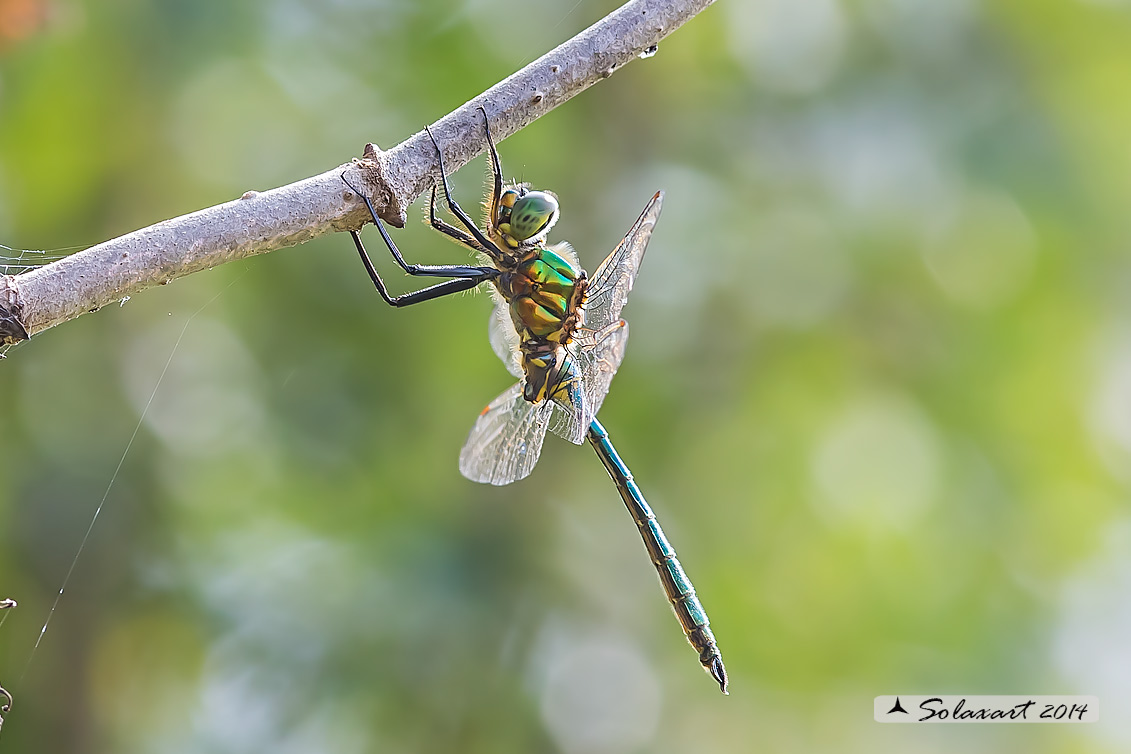 Somatochlora ?? - S. metallica