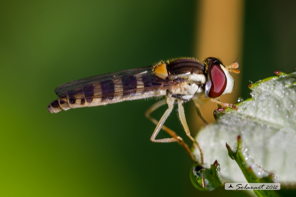 Syrphidae, forse Sphaerophoria xx