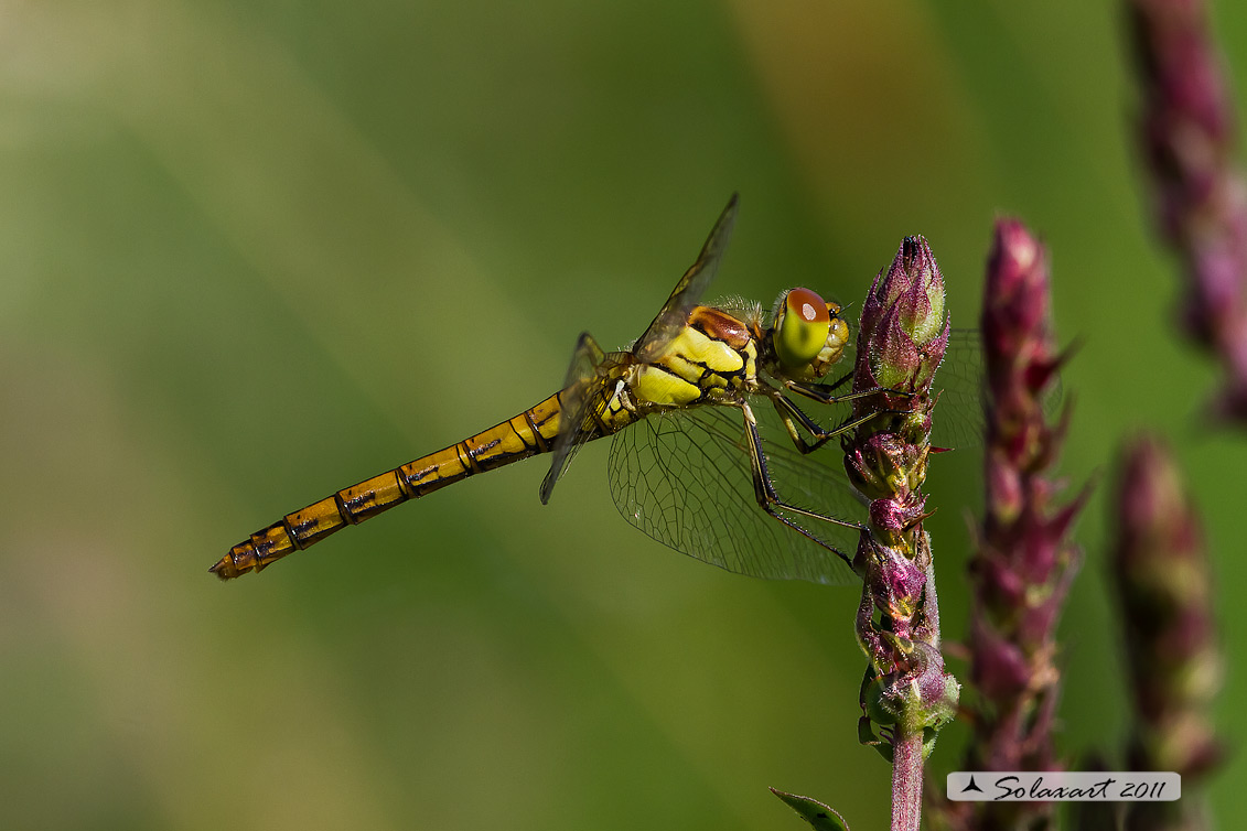 Sympetrum striolatum