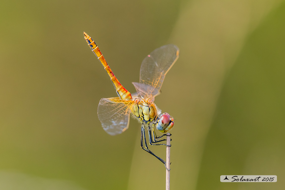 Sympetrum vulgatum o fonscolombii? - fonscolombii