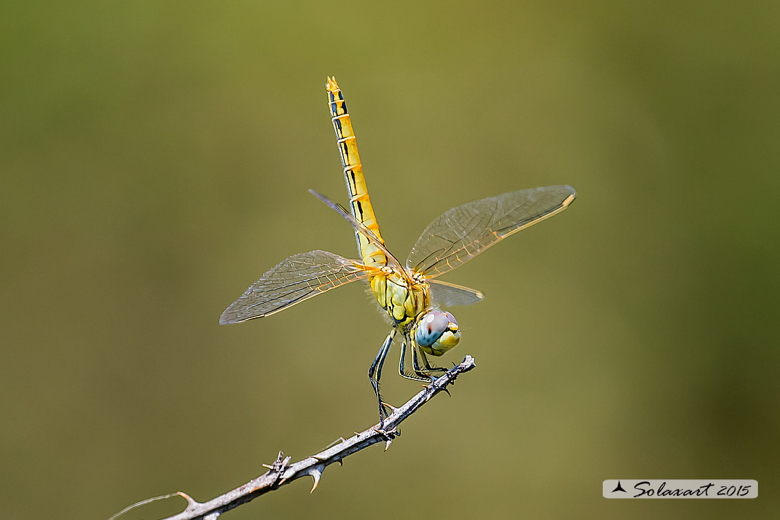 Sympetrum vulgatum o fonscolombii? - fonscolombii