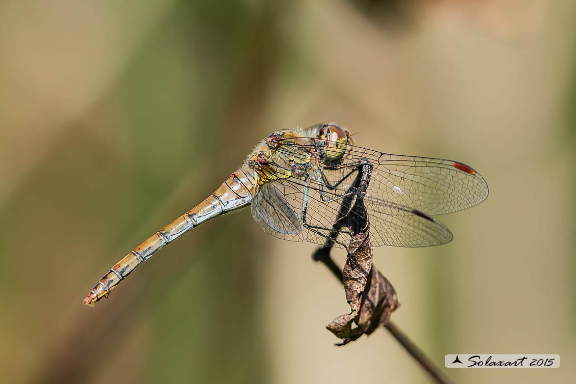 Sympetrum striolatum