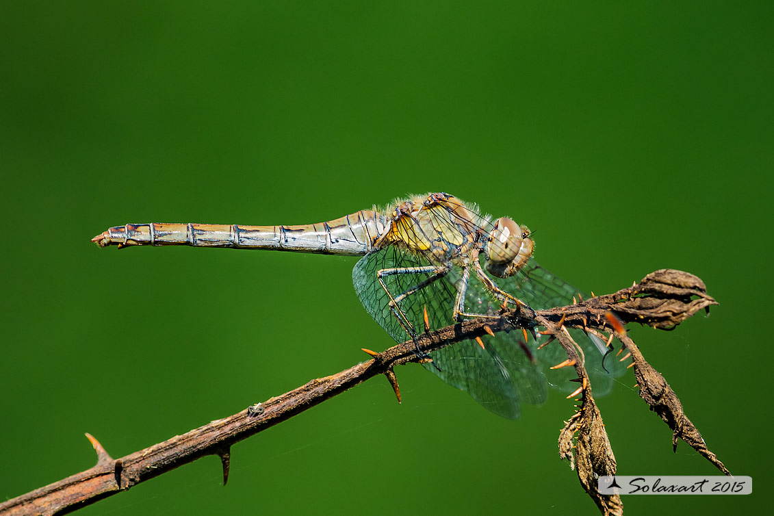 Sympetrum striolatum