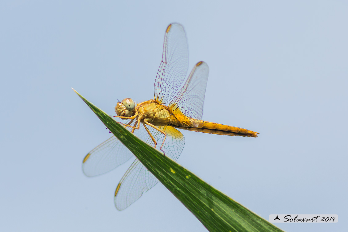 Sympetrum ??