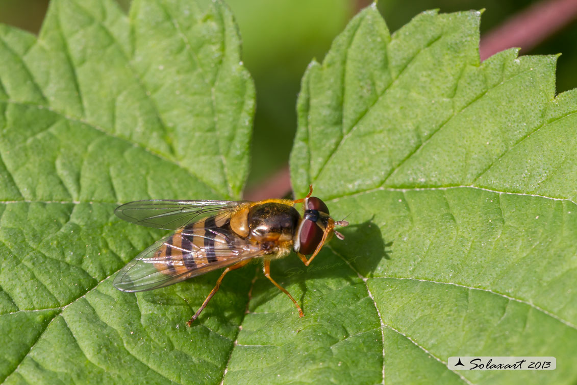 Syrphus (sp ??)