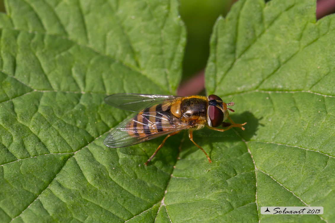 Syrphus (sp ??)