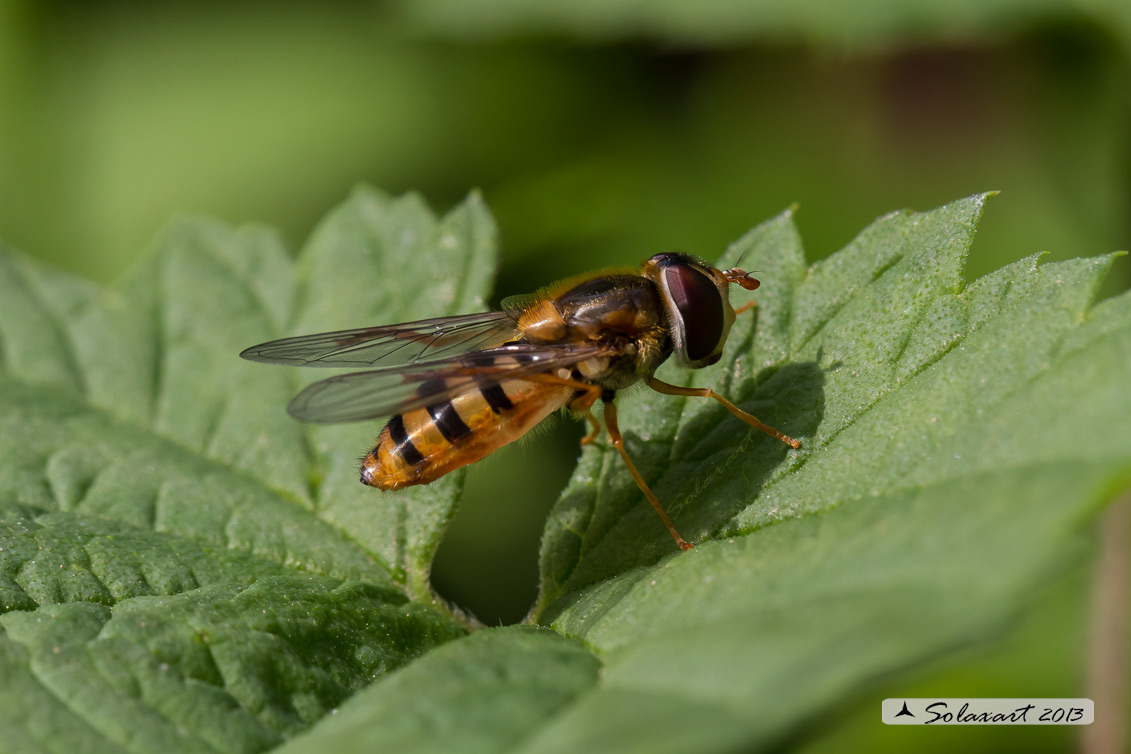 Syrphus (sp ??)