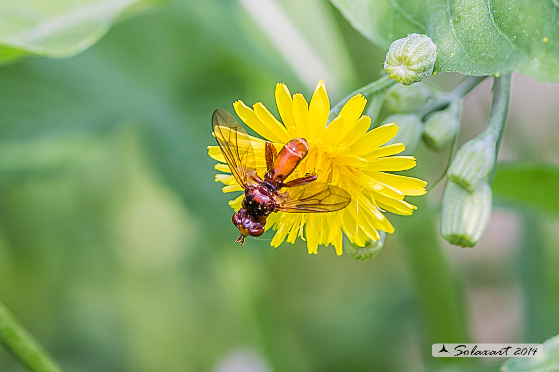 Tachinidae? No. Sicus sp. (Conopidae)