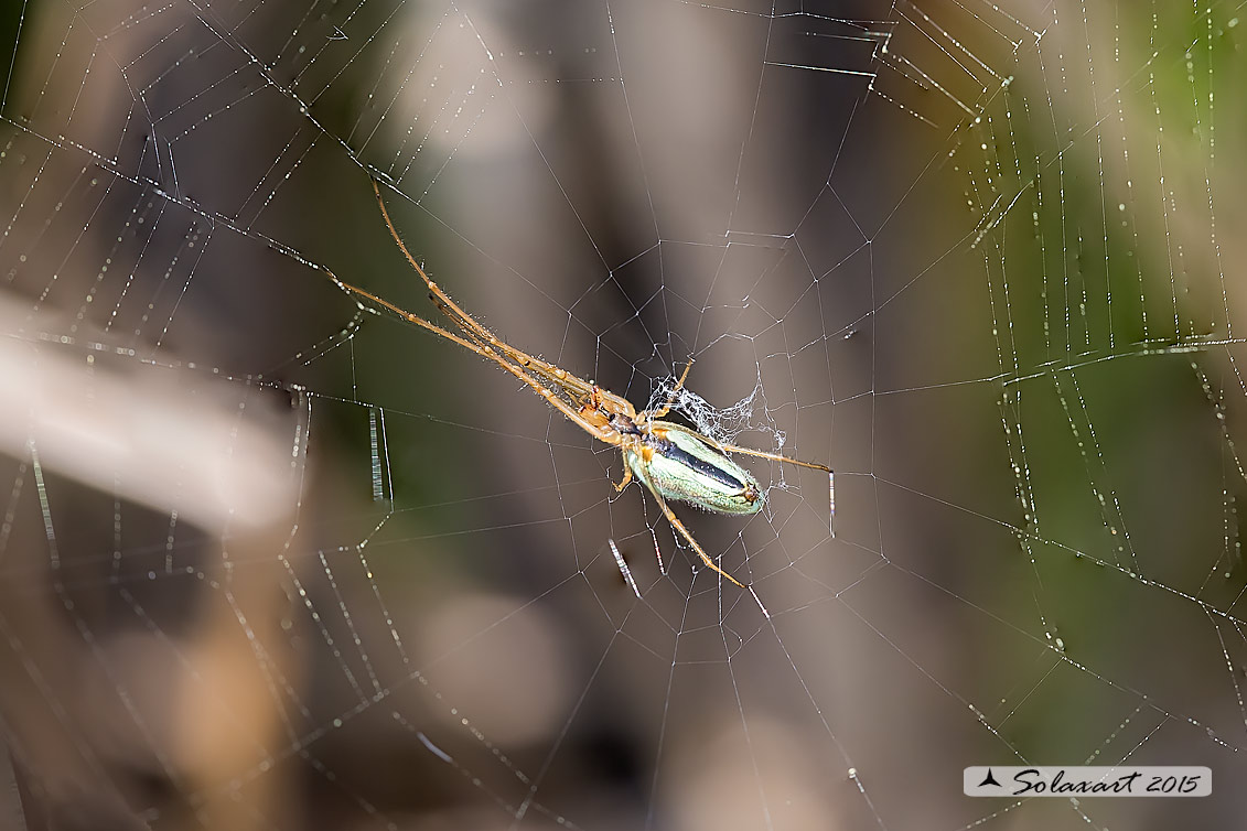 Tetragnatha cfr extensa - Lomellina (PV)