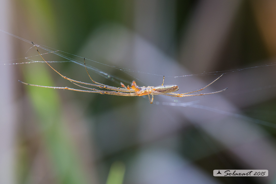 Tetragnatha cfr extensa - Lomellina (PV)