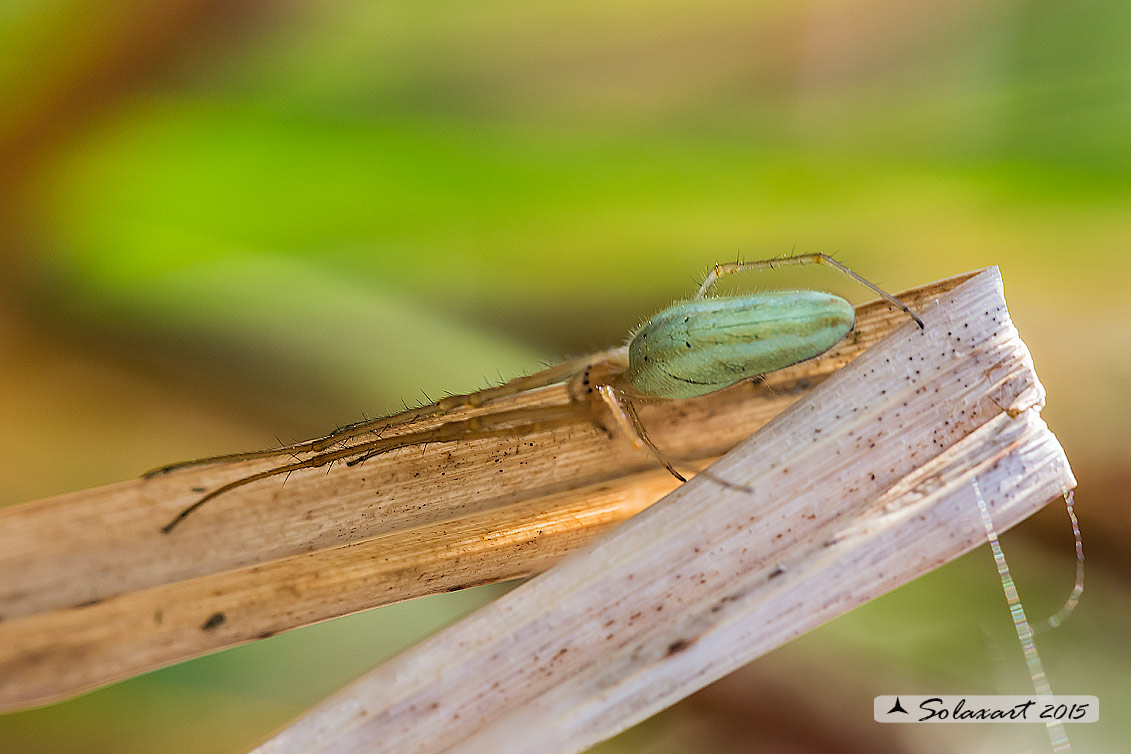 Tetragnatha cfr extensa - Lomellina (PV)