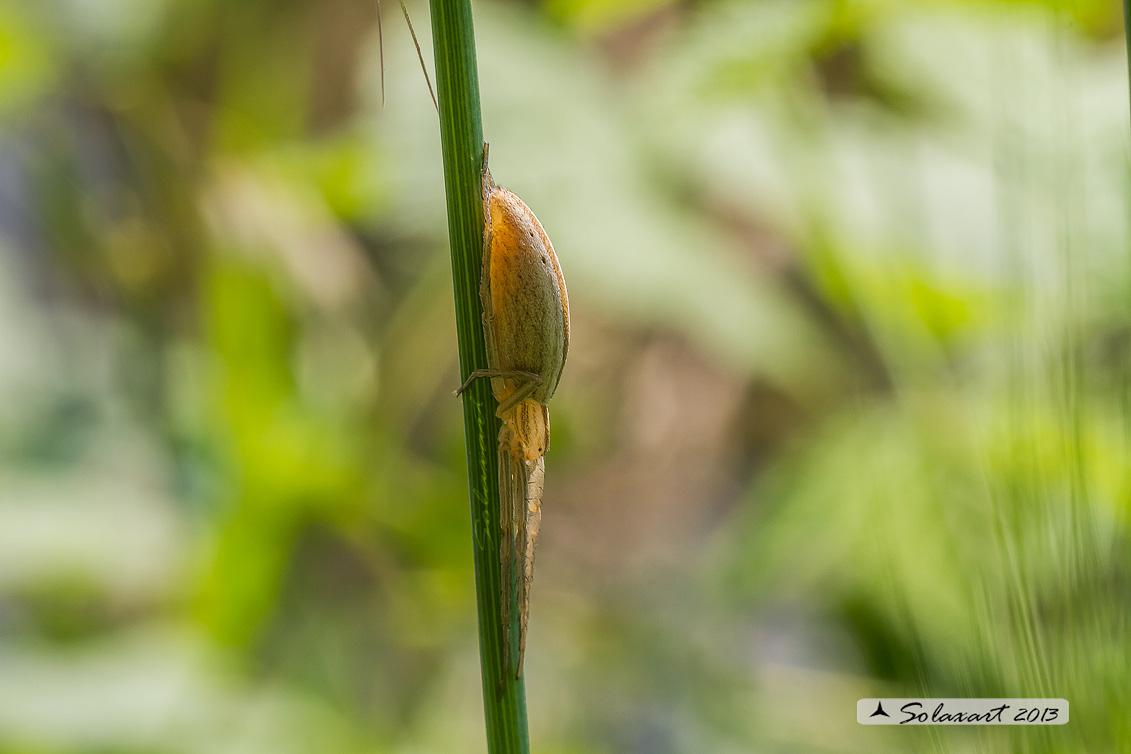 Tibellus sp. - Gambol (PV)