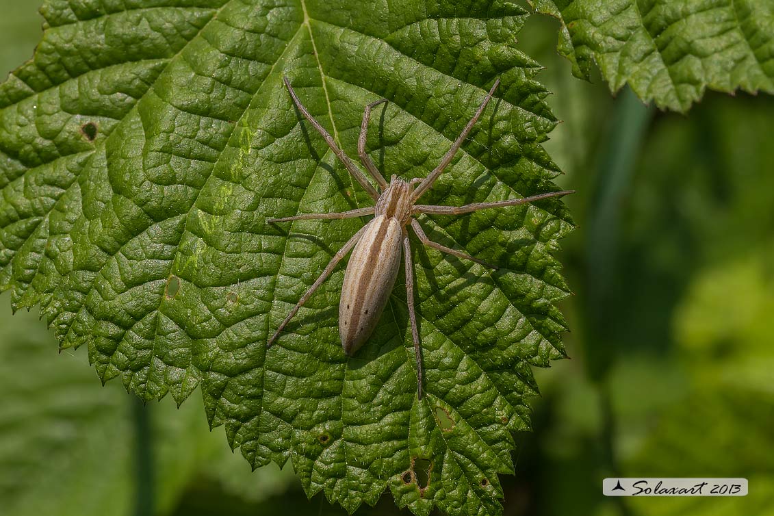 Tibellus sp. - Gambol (PV)