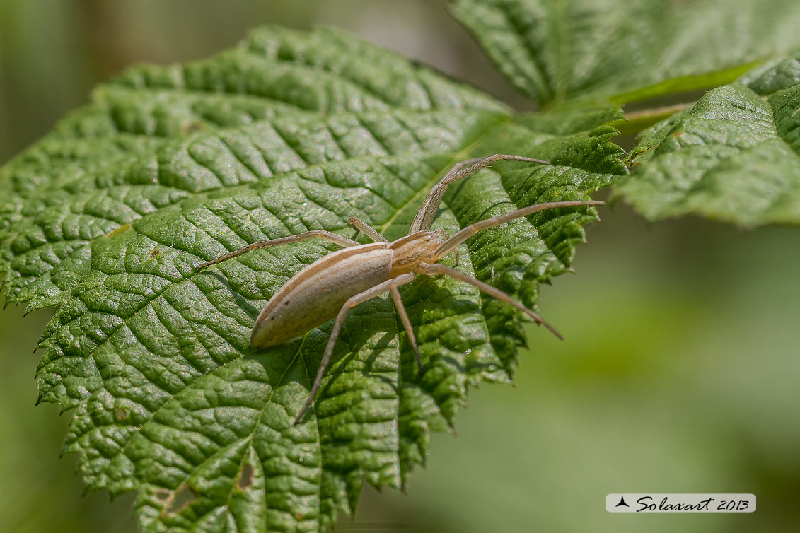 Tibellus sp. - Gambol (PV)