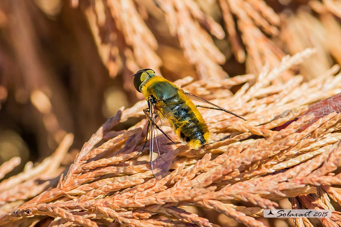 Bombyliidae:  Villa sp.