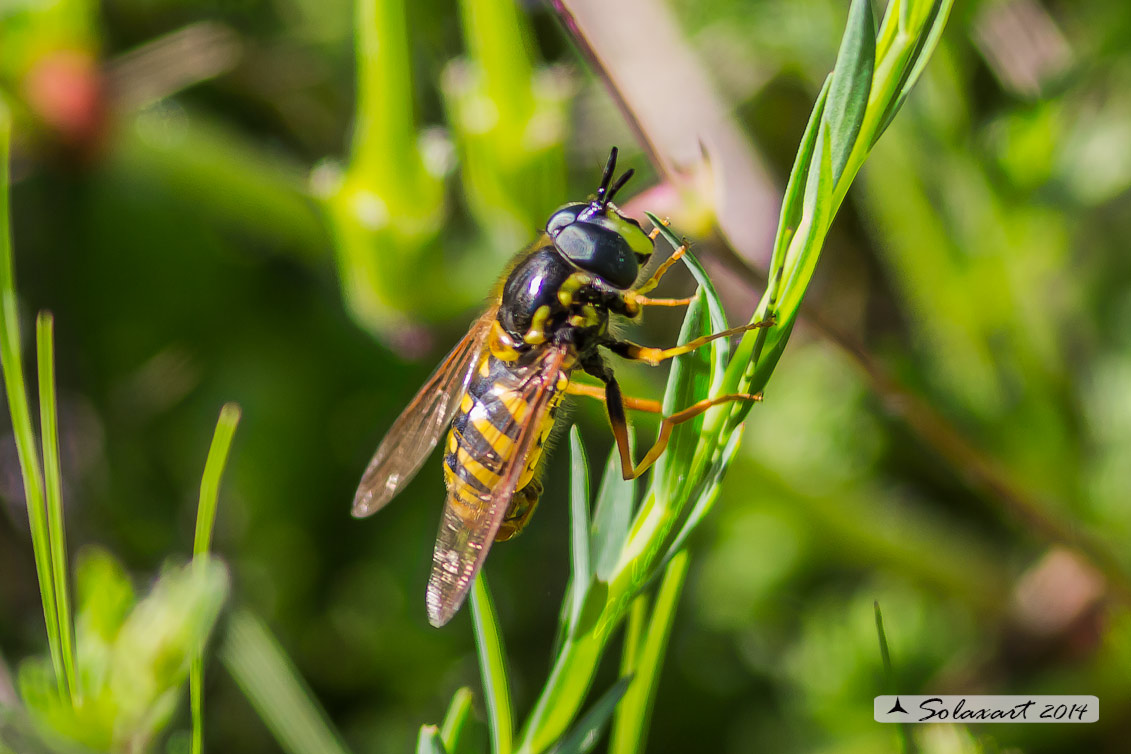 Volucella ??