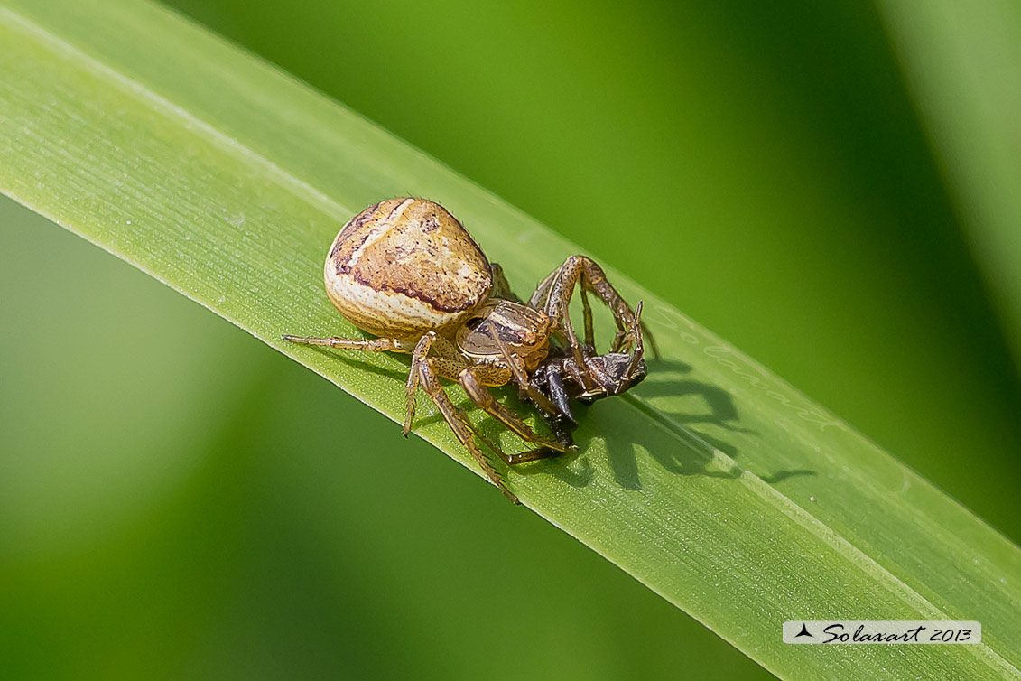 Xysticus ulmi femmina che ha predato un maschio -