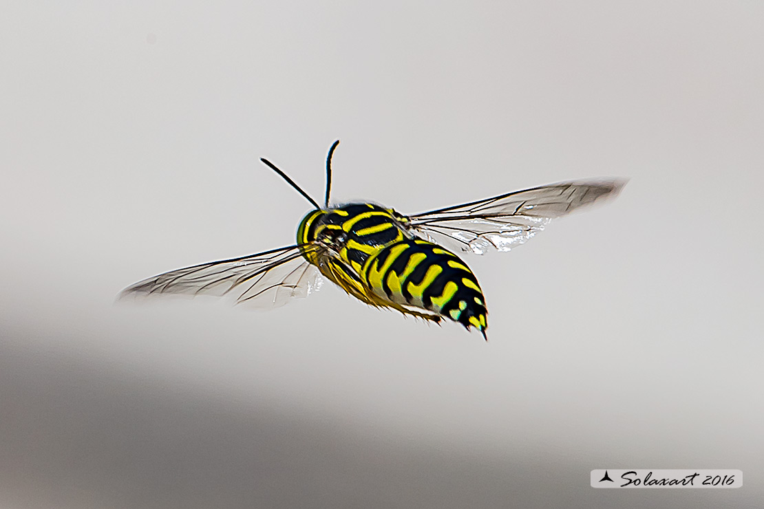 Crabronidae messicano: Stictia signata, maschio.