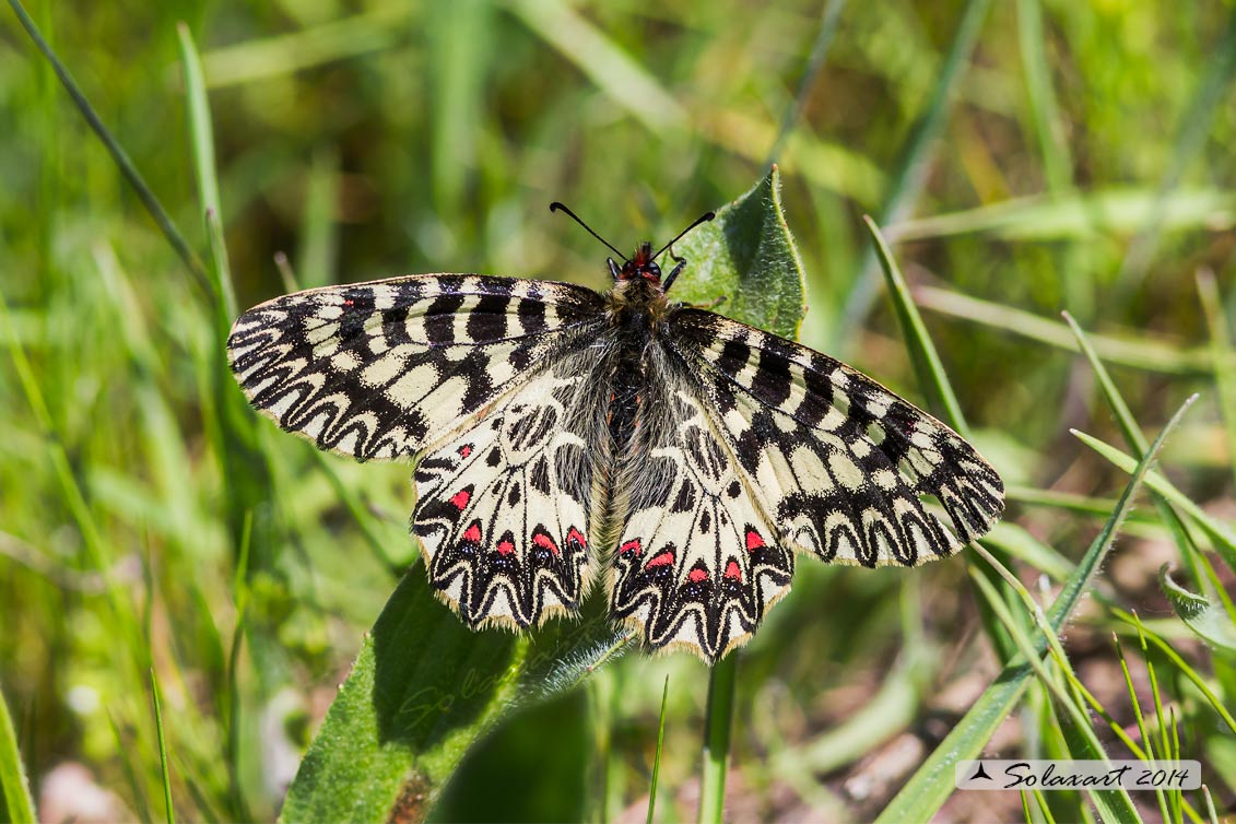 Zerynthia polyxena