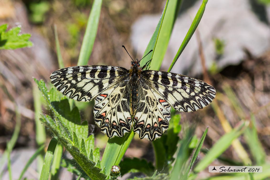 Zerynthia polyxena