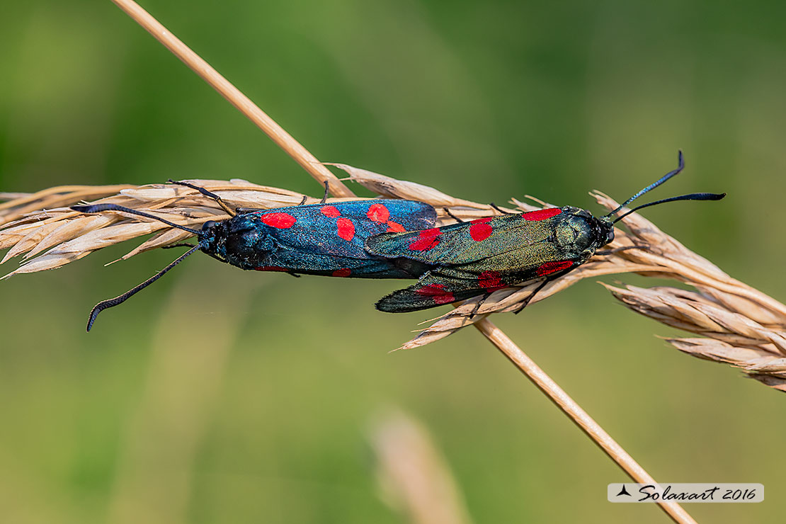 Zygaena (lavandulae ??) No, Zygaena filipendulae