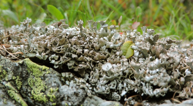 Cladonia macrophyllodes Nyl.