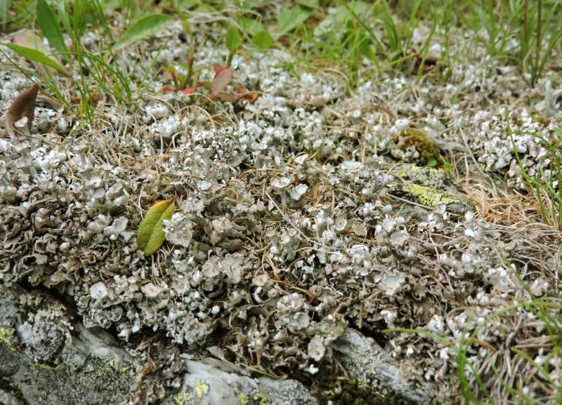 Cladonia macrophyllodes Nyl.