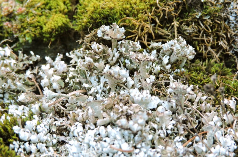 Cladonia macrophyllodes Nyl.