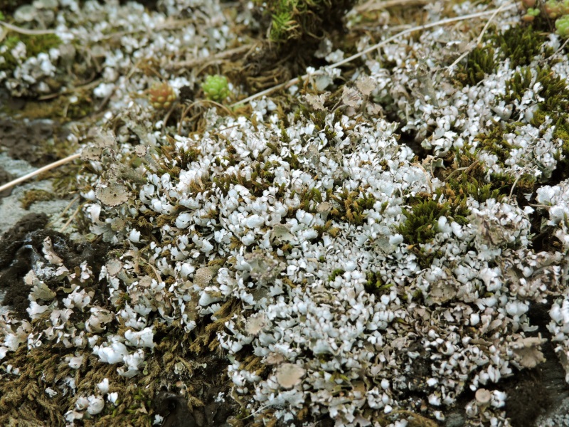 Cladonia macrophyllodes Nyl.